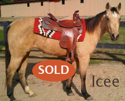 photo link to horse named Icee