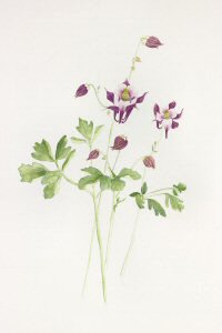 Aquilegia