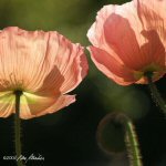 Photograph by Nan Albertson