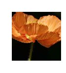 Tangerines & Buffs from The Poppy Series