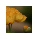 Yellows from The Poppy Series