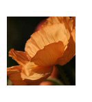 Tangerines & Buffs from The Poppy Series