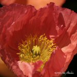 Photograph by Nan Albertson